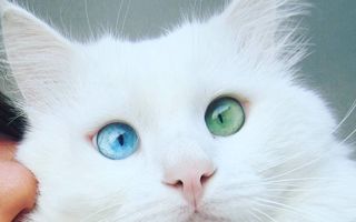 O privire în ochii ei şi eşti pierdut! Pisica cu cei mai frumoşi ochi în două culori