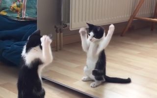 Reacţia unei pisici când se vede prima oară în oglindă - VIDEO