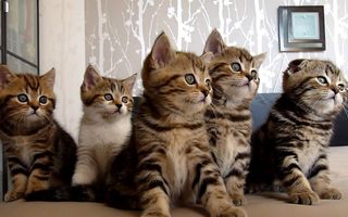 5 pui de pisică dau din cap în acelaşi timp: Sincronizare perfectă! - VIDEO