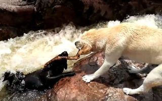 Eroul patruped: Un câine curajos şi-a salvat prietenul de la înec - VIDEO