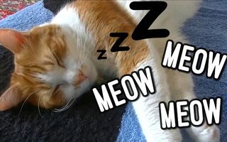 O pisică, filmată în timp ce „vorbeşte“ în somn - VIDEO