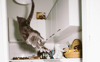 Prinse în acţiune. Un fotograf pozează pisici în aer