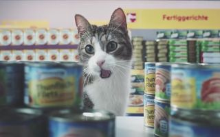 Cum ar fi dacă pisicile ar merge la supermarket? Cea mai tare reclamă cu pisici