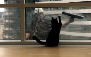 Cum reacţionează o pisică atunci când vede un alpinist utilitar la geam - VIDEO