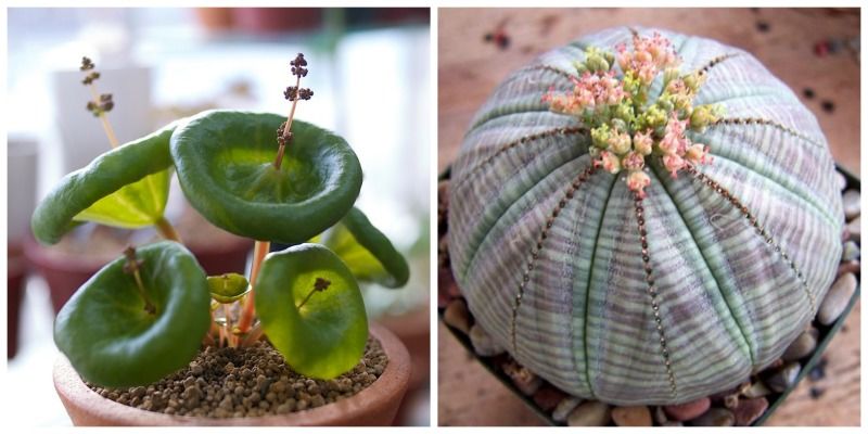 10 cele mai ciudate plante de apartament