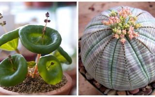 10 cele mai ciudate plante de apartament. Par de pe altă planetă!