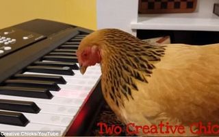 Ai mai pomenit aşa ceva? O găină cântă la pian - VIDEO