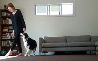 Un câine foarte deştept: Ştie dansul irlandez! - VIDEO