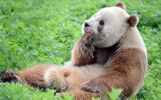 Rasism în lumea animalelor: Singurul Panda brun din lume, abandonat de mama lui - FOTO