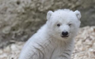 Primii paşi ai unui ursuleţ polar: E irezistibil! - VIDEO