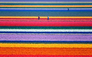 Spectacolul culorilor. 30 de imagini impresionante cu plantații de lalele