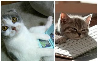 Pisicile şi tehnologia modernă, un mix de tot râsul! Cele mai amuzante imagini
