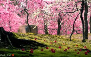 „Explozia“ roz din Japonia, ţara cu cea mai frumoasă primăvară - FOTO
