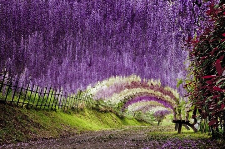 Tunelul De Flori Din Japonia 15 Imagini Care Te Lasă Fără Cuvinte