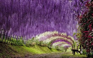 Tunelul de flori din Japonia. 15 imagini care te lasă fără cuvinte