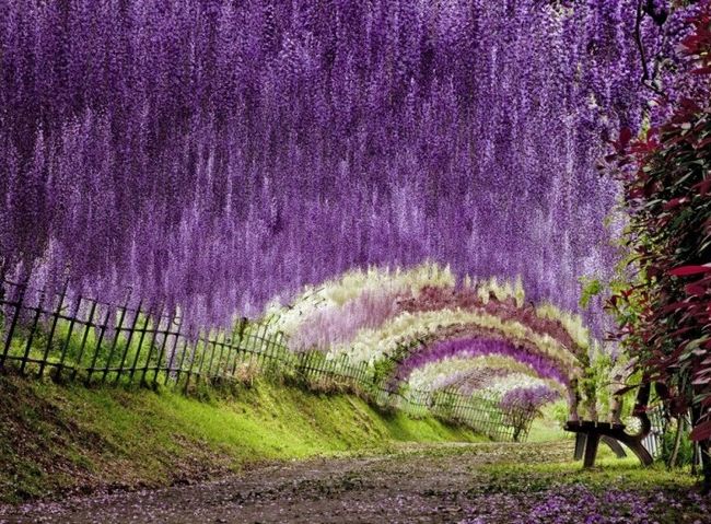 Tunelul De Flori Din Japonia 15 Imagini Care Te Lasă Fără Cuvinte