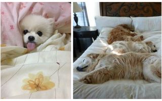 Mai dormi dacă ai unde! 15 imagini haioase cu câini care au invadat patul stăpânilor