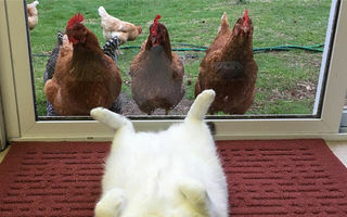 Pisica obeză, invidiată de găini. Poza care a provocat hohote de râs