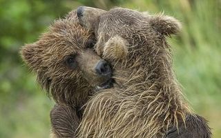 „Frate, tu ești?“: Momentul emoționant în care doi pui de urs se revăd după ce au fost abandonați de mama lor