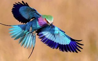 Cele mai frumoase păsări din lume. 30 de imagini fascinante
