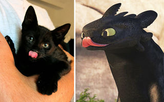 35 de pisici negre care se pot deghiza fără probleme în dragoni