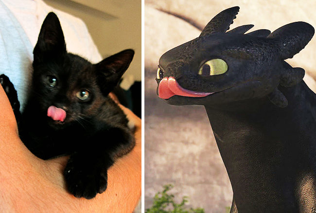 35 De Pisici Negre Care Se Pot Deghiza Fără Probleme In Dragoni