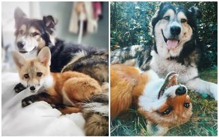 15 imagini cu animale care au crescut împreună. Au rămas la fel de buni prieteni!
