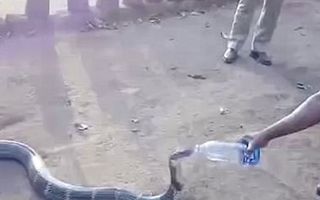 Imagini uimitoare: Un indian ajută un şarpe disperat de sete să bea apă dintr-o sticlă - VIDEO