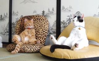 Pisicile sedentare. Priveşte-le cum stau aşezate ca oamenii! 15 imagini haioase
