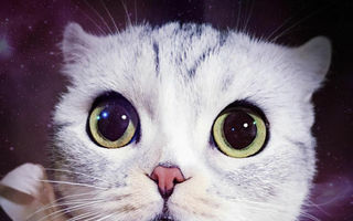 Hana, pisica cu cei mai expresivi ochi. A cucerit rețelele de socializare!