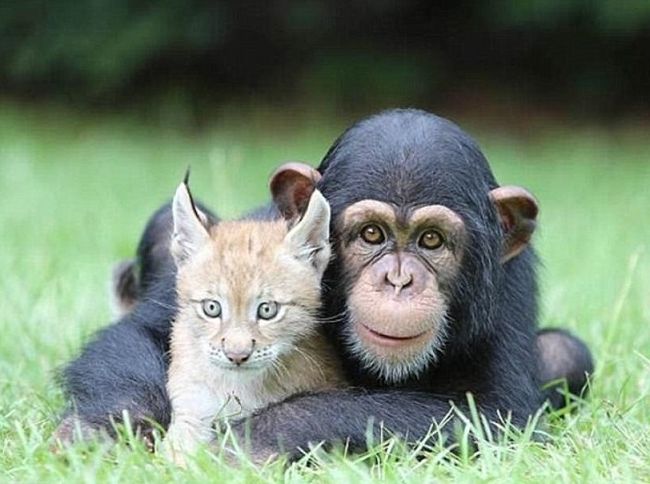 Alianţa Animalelor 20 De Imagini Care Dovedesc Că Prietenia