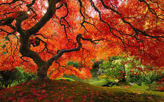 Simfonia culorilor. Cum arată cei mai impresionanţi copaci din lume
