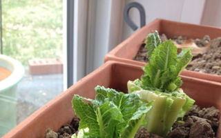 7 legume care se regenerează din resturi. Le poți crește în bucătărie!