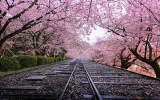 Viaţa în roz: Cele mai frumoase imagini cu pomii înfloriţi din Japonia