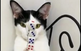 Cea mai tare pisică zen. Priveşte cum ţine totul în echilibru! - VIDEO