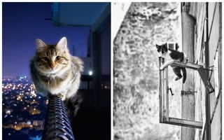 Maestre în echilibristică. 25 de fotografii cu pisici „la înălţime“