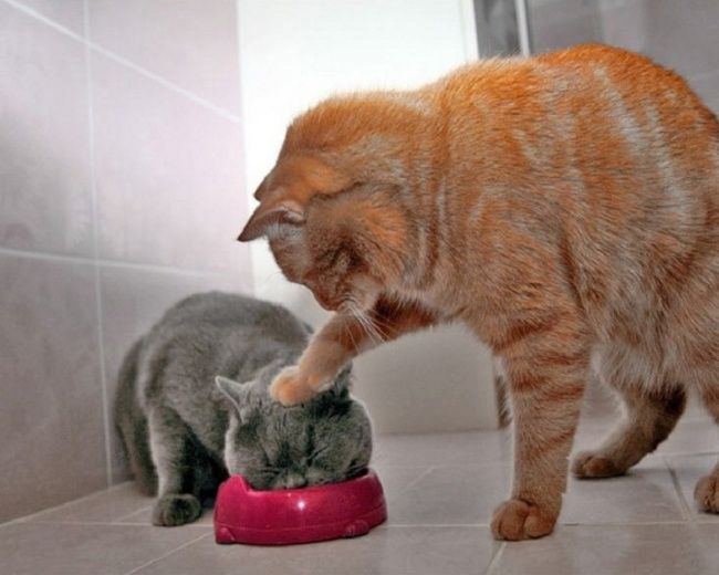 30 Cele Mai Amuzante Imagini Cu Pisici Surprinse La Momentul
