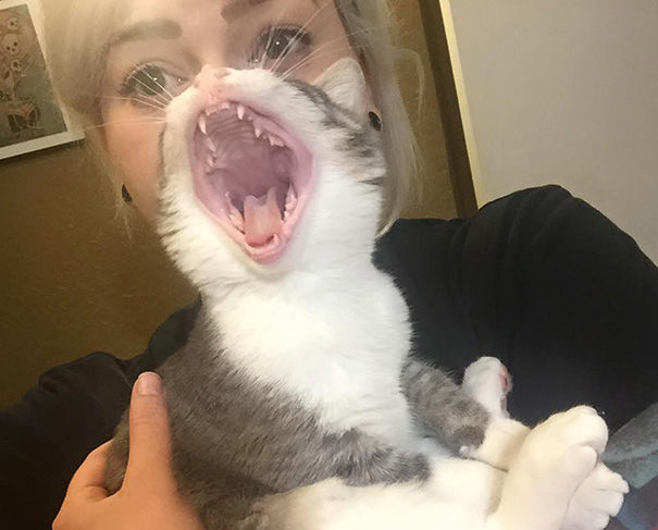 30 cele mai amuzante imagini cu pisici surprinse la momentul 