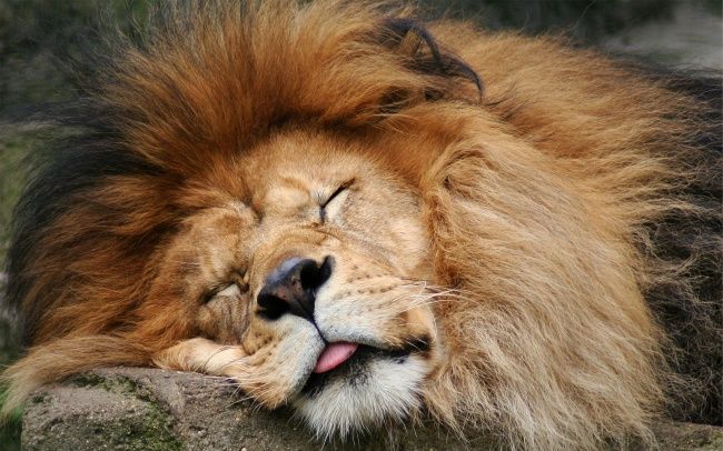 Cele Mai Somnoroase 7 Animale Din Lume Imagini Haioase