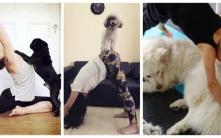 Mai fă yoga dacă poţi! Cele mai amuzante 30 de imagini cu câini care se bagă în sufletul tău