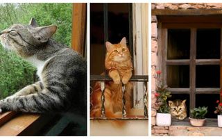 Mori de dragul lor! 20 de imagini adorabile cu pisici melancolice la geam