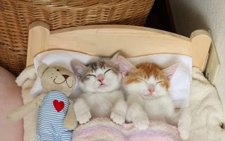 Pisicii frăţiori dorm ca nişte bebeluşi în patul lor