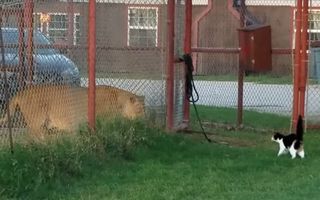 Video: Mărimea nu contează! Pisica Baggy are curaj să provoace un leu