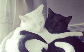 Yin şi Yang, în varianta pisicească. Cele mai frumoase poze cu pisici albe şi negre