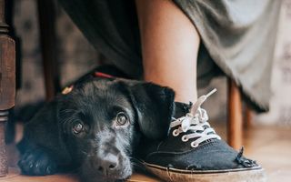 De pus în ramă: Cele mai frumoase poze cu câini