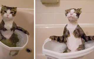 Cine spune că pisicile urăsc apa? 25 de fotografii amuzante care dovedesc contrariul