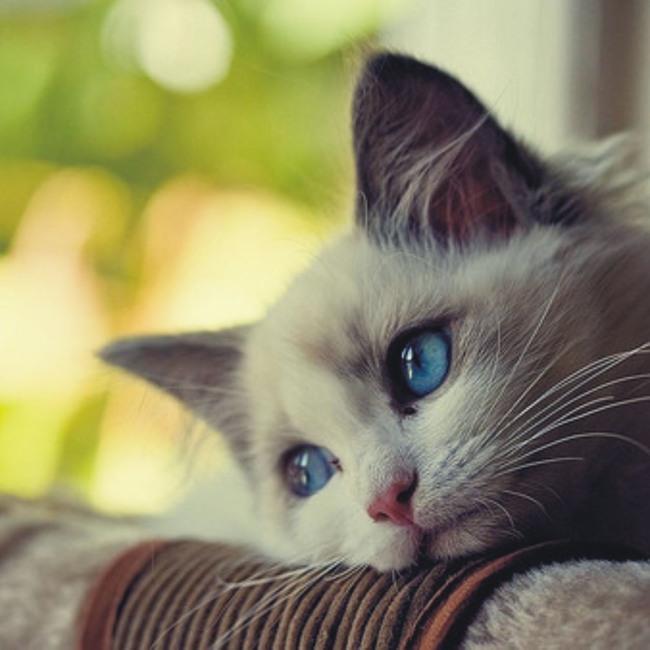 Si Pisicile Au Supărările Lor 20 De Poze Cu Pisici Triste Dar