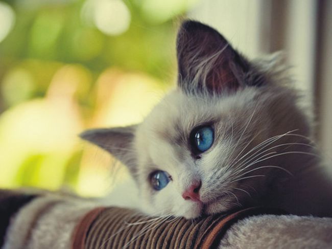  i pisicile au sup r rile lor! 20 de poze cu pisici triste, dar 