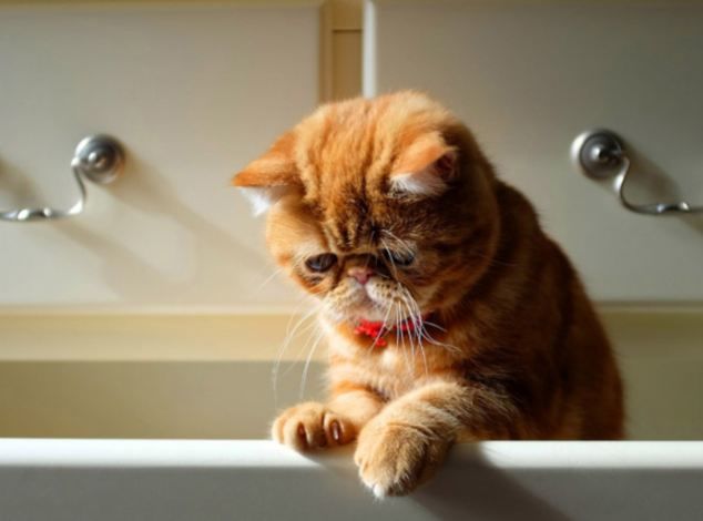 Si Pisicile Au Supărările Lor 20 De Poze Cu Pisici Triste Dar