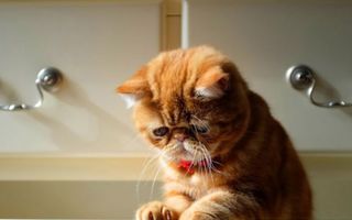 Şi pisicile au supărările lor! 20 de poze cu pisici triste, dar adorabile